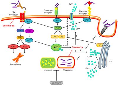 Activation of the Wnt Pathway by Mycobacterium tuberculosis: A Wnt–Wnt Situation